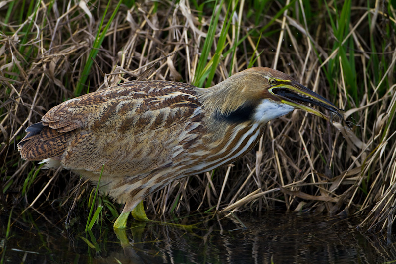 American Bittern Eating Frog